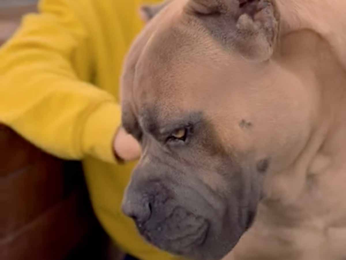 mitos de los perros