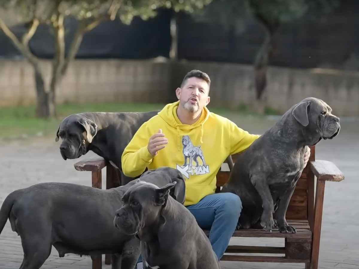 perro cane corso