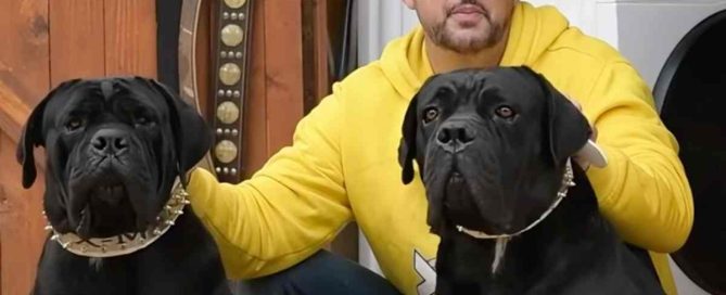 adiestamiento cane corso