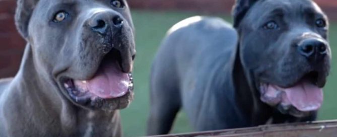 curiosidades del Cane Corso