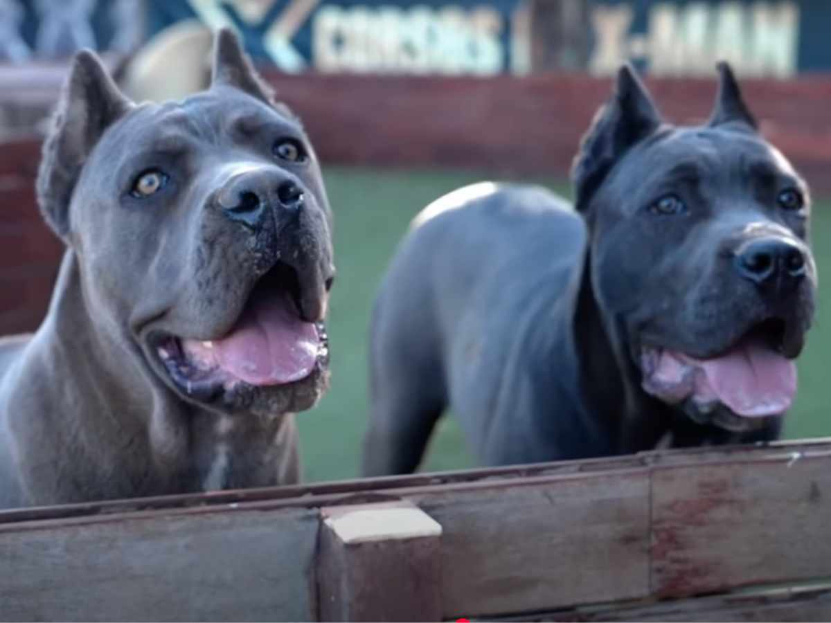 curiosidades del Cane Corso