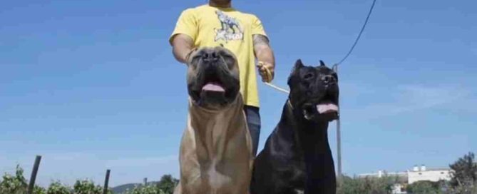 peleas de perros en españa