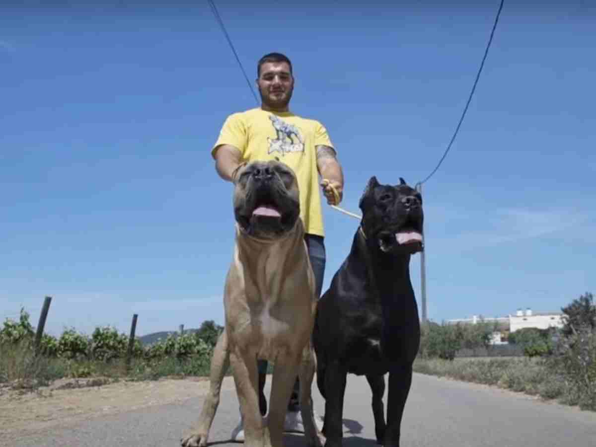 peleas de perros en españa
