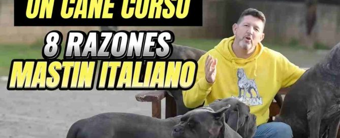 Por qué un Cane Corso