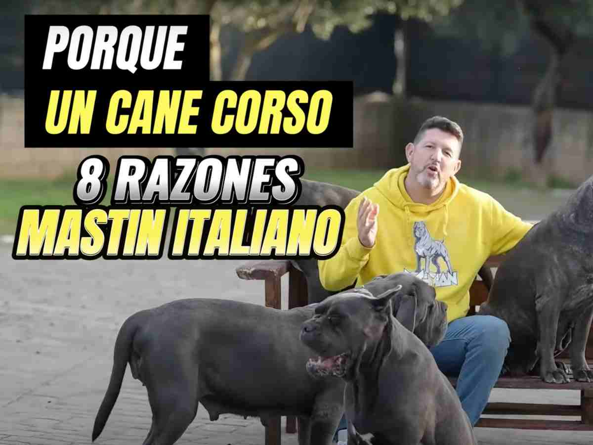 Por qué un Cane Corso