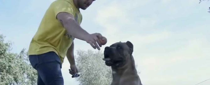 hembra cane corso