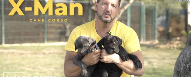 Los mejores criadores de perros en Barcelona