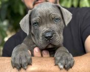 comprar-cachorro-cane-corso-hembra-en-venta