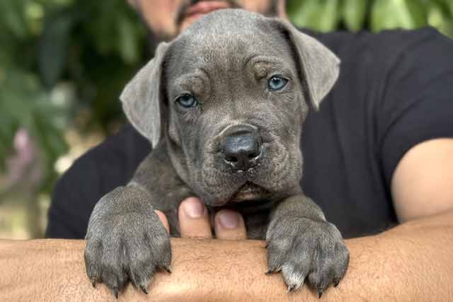 hembras cane corso