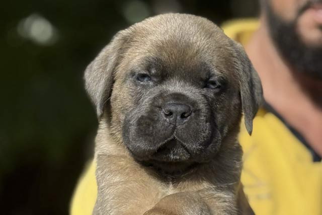 hembras cane corso