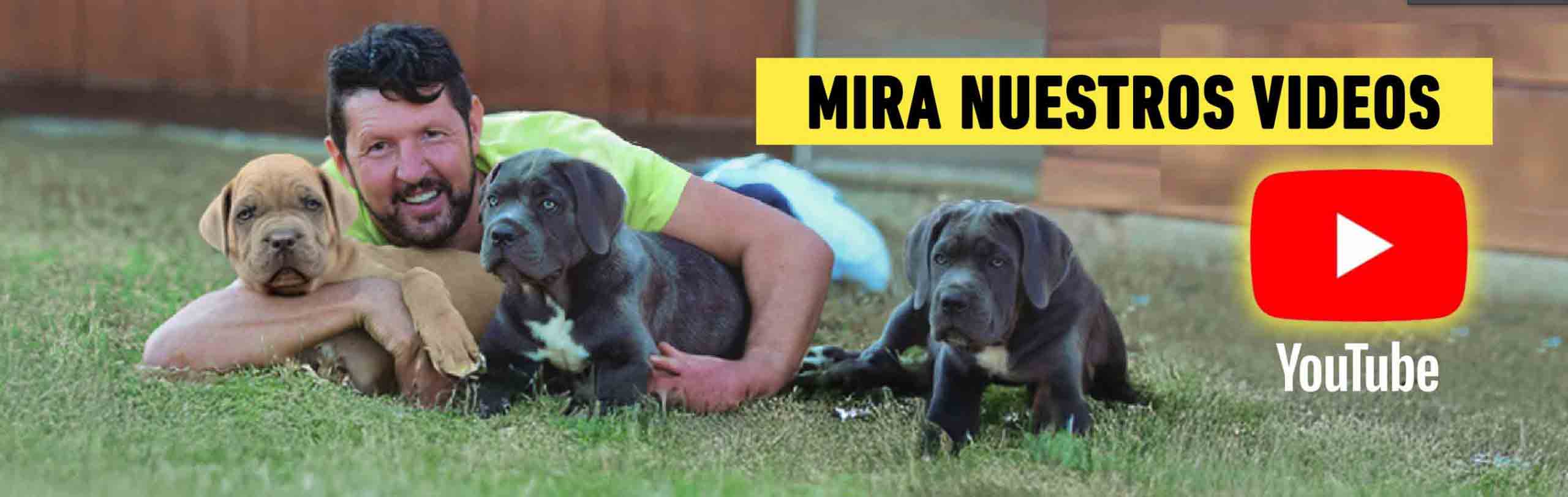 Videos sobre perros cane corso en youtube