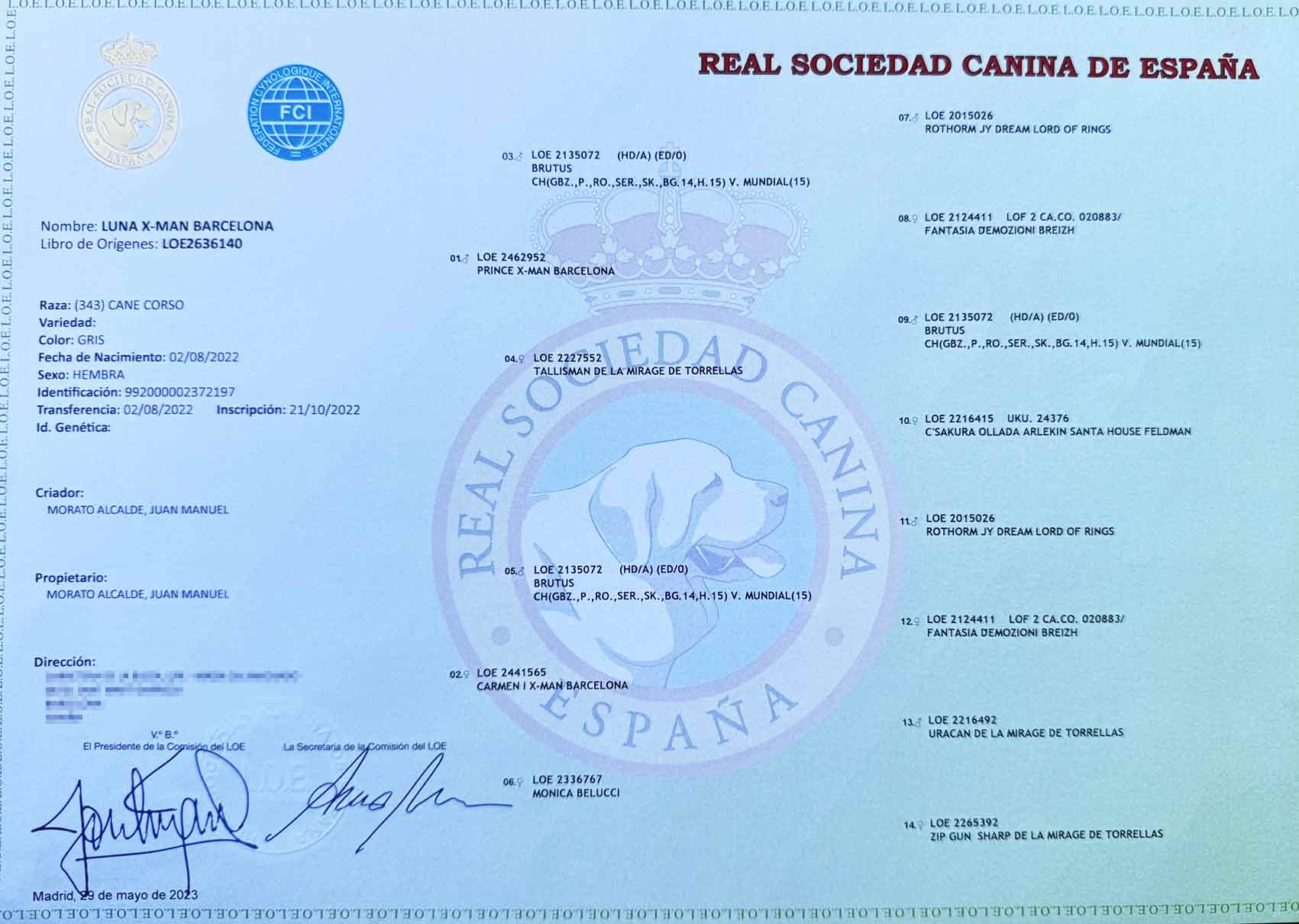 Título Campeonato Cane Corso Mundo